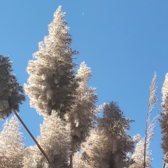 Meet your Posher, Samina - Picture 1 of 1